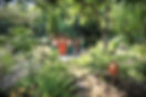 Kräuter-Schrebergarten in Weimar