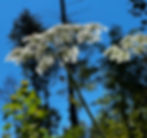 Wiesen-Bärenklau Blüte