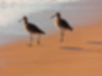 "Sandpipers at Sunset"