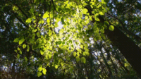 GIF 200.gif