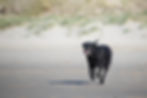 Hund am Hundestrand