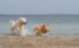Hunde an der Nordsee