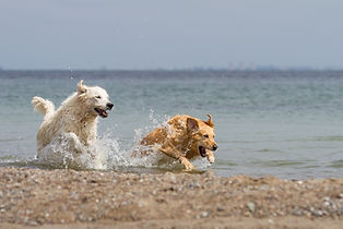 Hunde-in-Nordsee.jpg