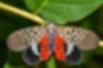 Spotted Lanternfly - Lycorma delicatula.jpg