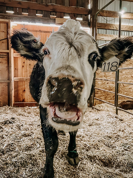 Cow chewing cud.JPG