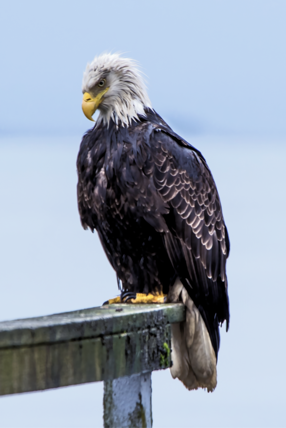 A bald eagle perched on a fence
