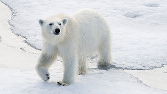 tagged_bear.width-1500.jpg