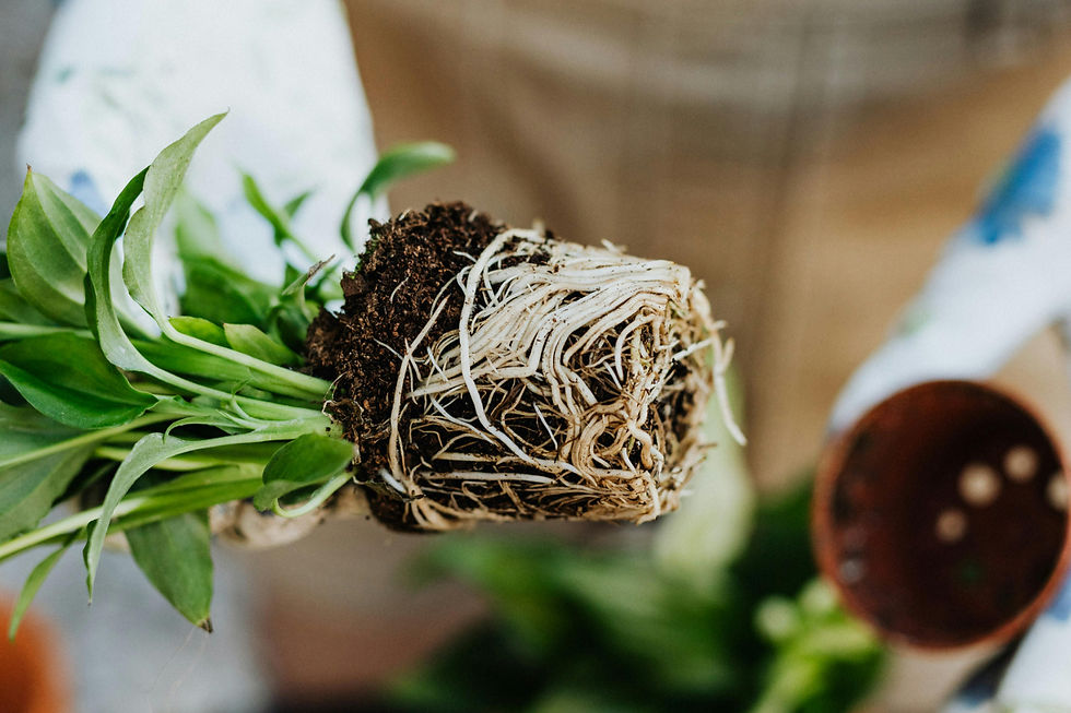 Roots of a plan benefiting from microbes/ microbial fertilizer like growmate