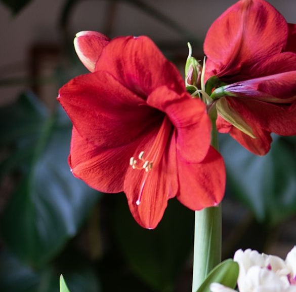 a. flower blooming in red