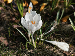 flower blooming in a garden