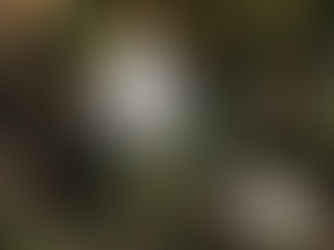 flower blooming in a garden