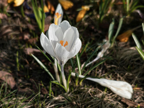 flower blooming in a garden