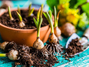 spring bulbs for autumn planting