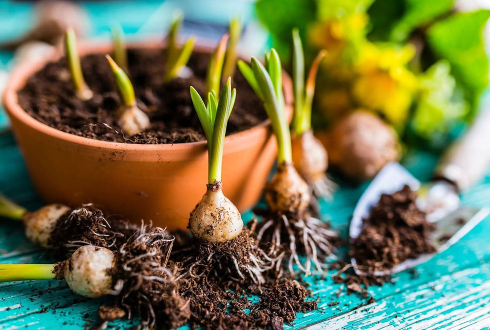 a basket of new spring bulbs for autumn planting for spring success