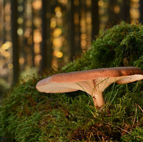 a mushroom in a forest mycorrhizal fungi