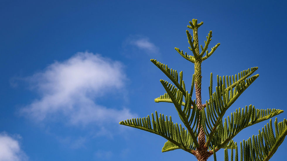 a blue sky and norfolk palm