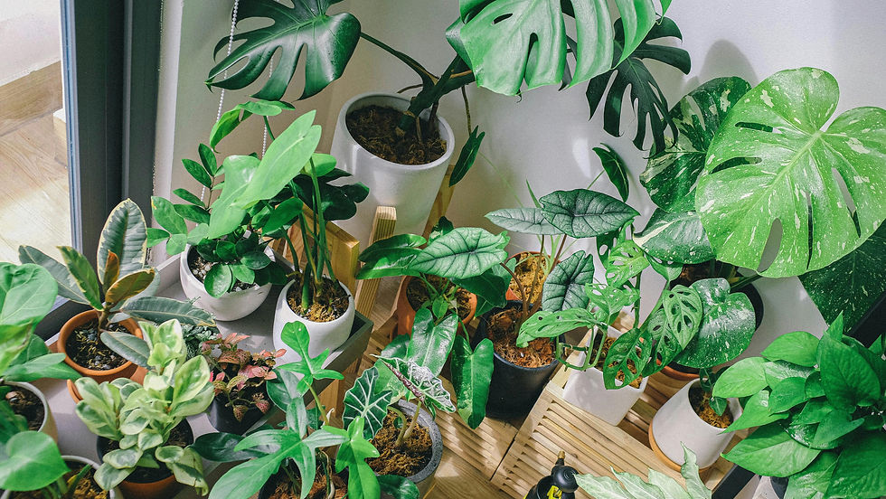 Indoor plants in a sunny corner of the house