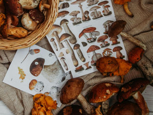mushrooms for foraging and making into autumn compost