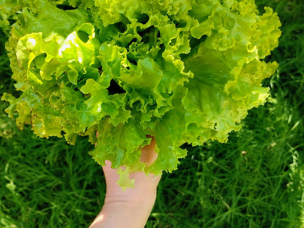 Grow new plants as New Year Resolutions for your garden: 