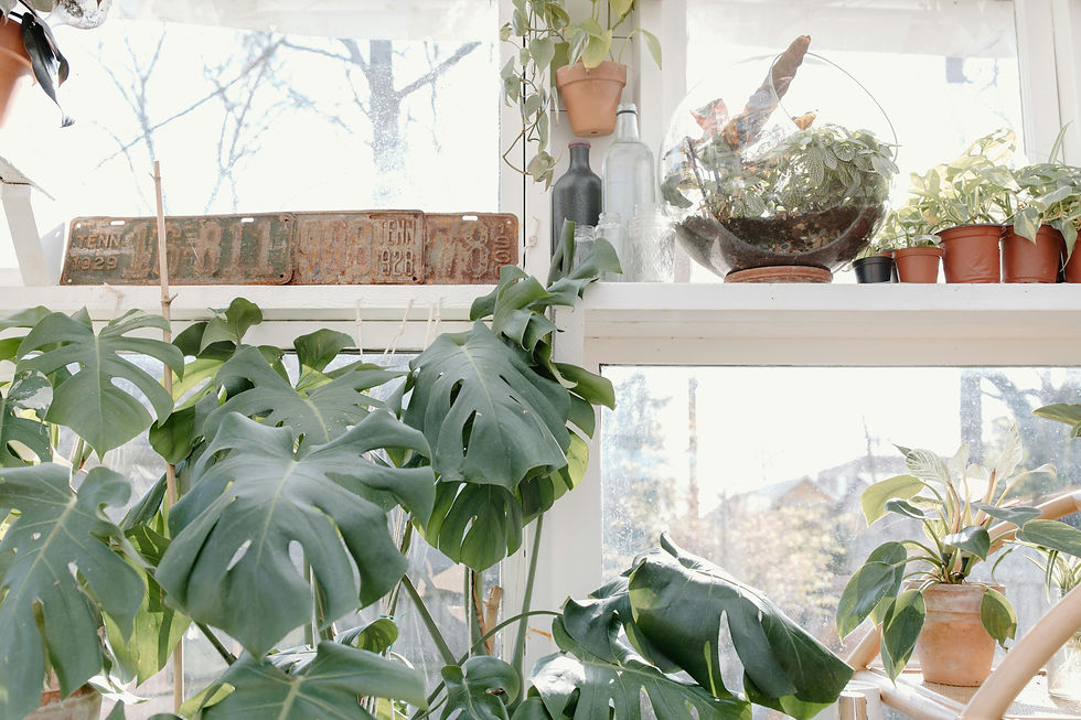 Indoor plants displayed in a house with palm