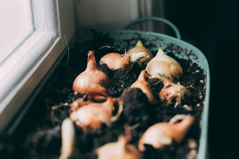 onions january planting guide