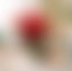 a christmas gifting plant