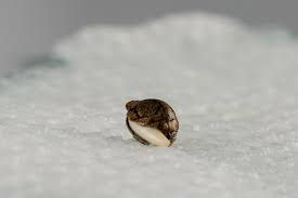 How to Germinate Seeds: Paper Towel Method