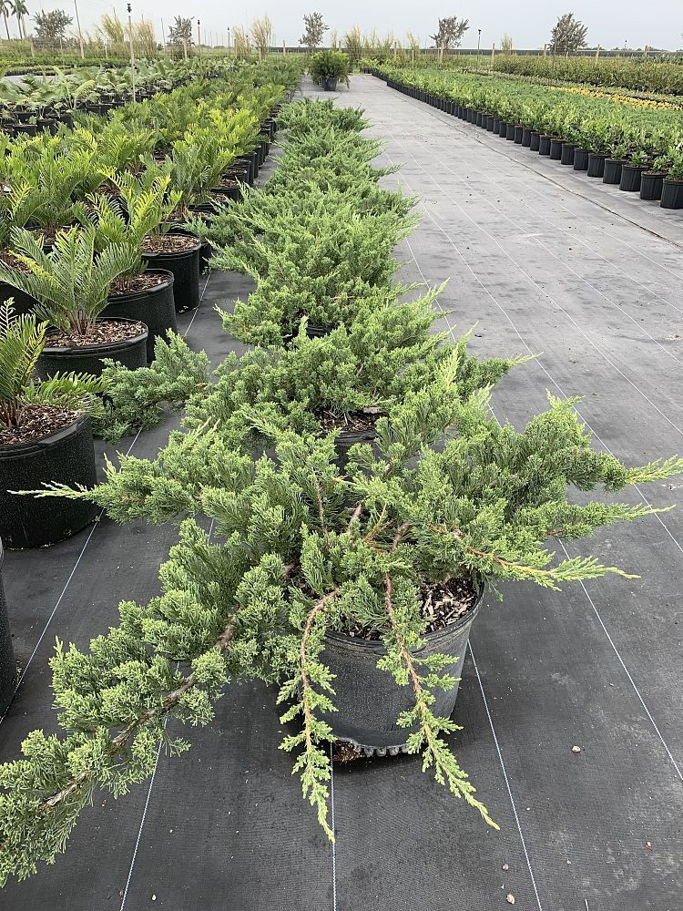 Junipers Parsonii