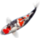 Koi carp