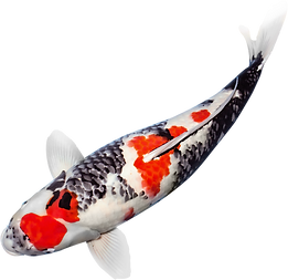 Koi carp