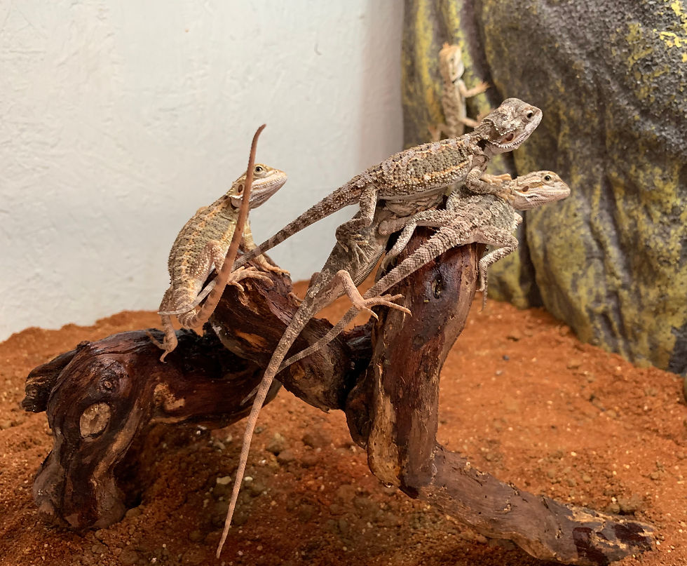 Bearded Dragons