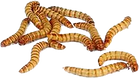 Mealworms