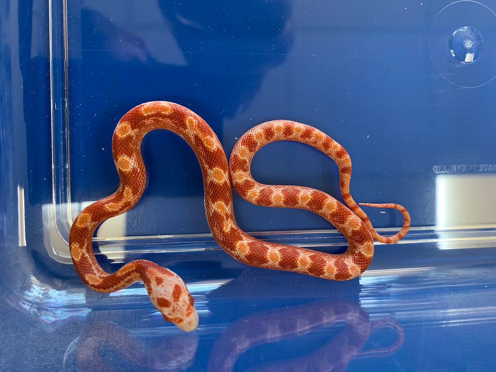 Fire Corn Snake