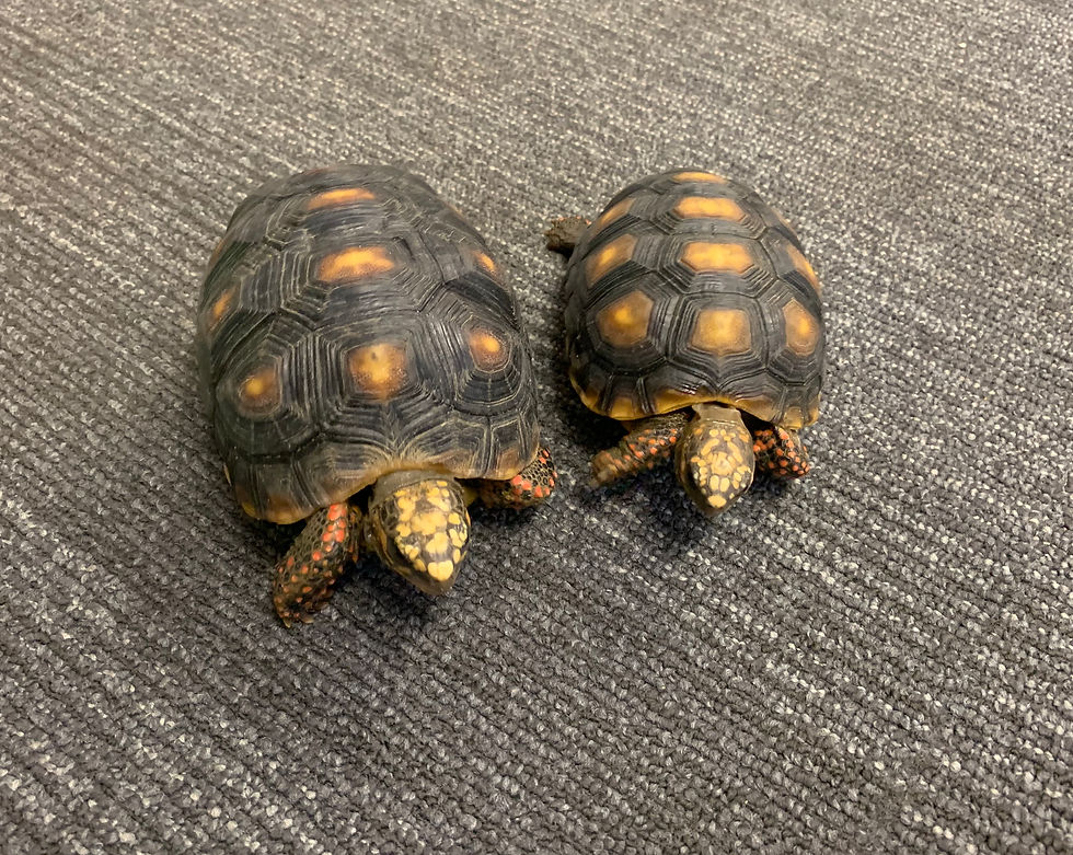 Red Footed Tortoises