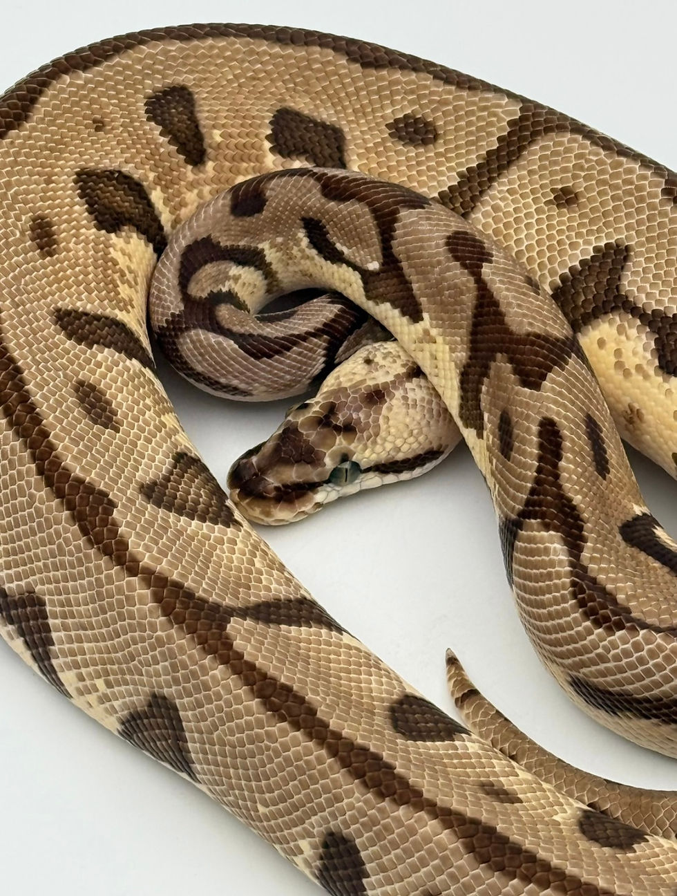 Thumbnail: Enchi Leopard Woma Pastel Splatter