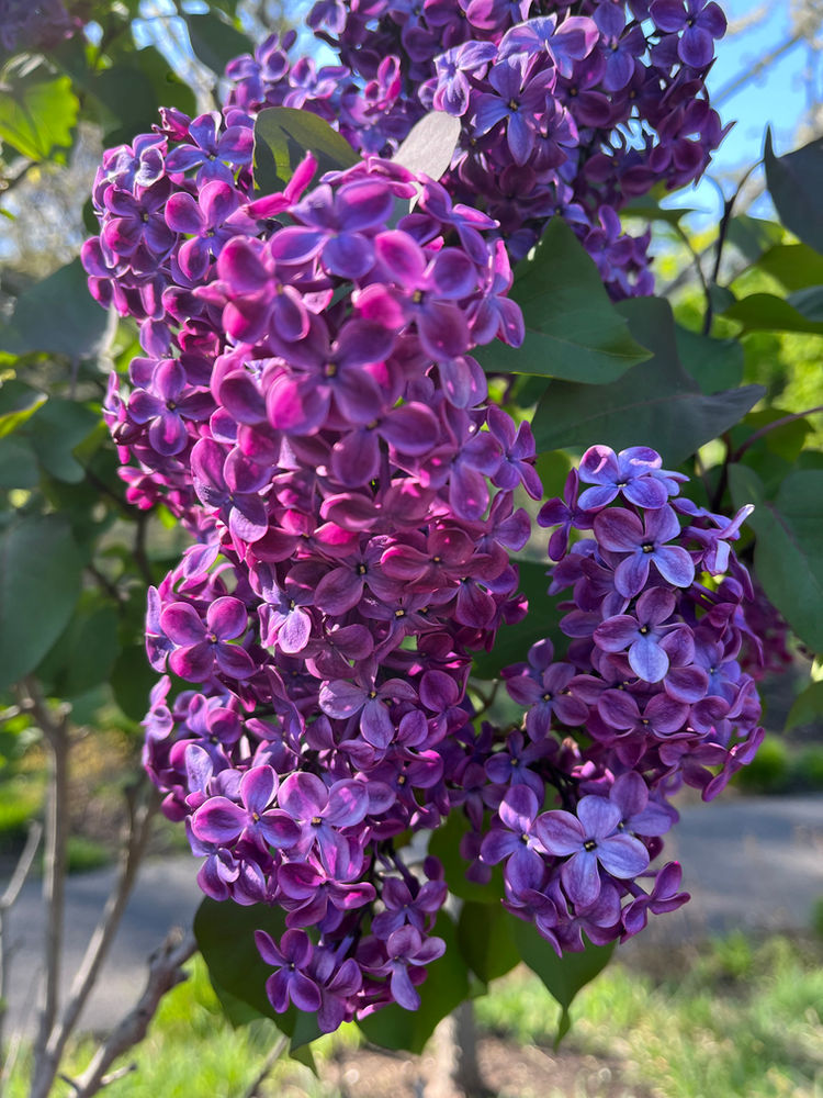 Lilacs