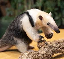 🐜 Happy International Anteater Day!