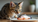 Is Your Cat Secretly Laughing at You for Believing They Need Raw Fish