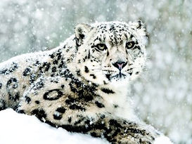 ❄️ International Snow Leopard Day – Celebrating the Ghost of the Mountains 🐆