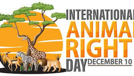 International Animal Rights Day: A Veterinary Perspective on Compassion and Responsibility