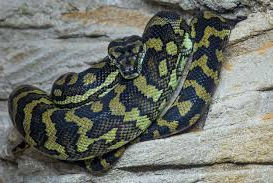 🪱🐍 Sssslither into World Snake Day! 🐍🪱 – July 16