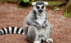 🌴 World Lemur Day – Celebrating Madagascar’s Mischievous Marvels! 🐒