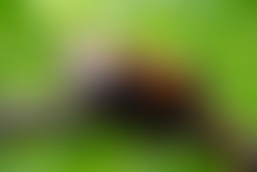 Happy International Red Panda Day – The Real-Life Firefox 🐾