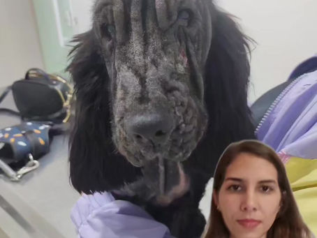 Dermatologia precisa de diagnóstico!