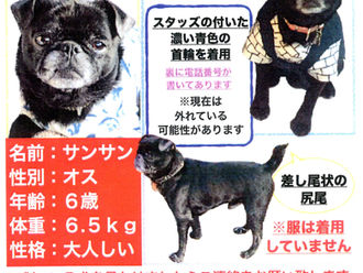 ワンちゃんを探しております、笹塚・幡ヶ谷お散歩中かもしれません。どうぞ宜しくお願い致します。