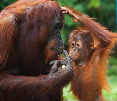 Borneo Orangutan