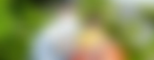 新人穿著和服在紫陽花花叢旁拍攝婚紗照。