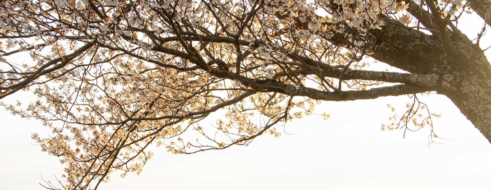 silhouette wedding portrait beneath tree at mount wakakusa