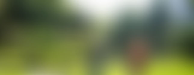 新人穿著和服在日式庭園開闊草地上拍攝婚紗照。