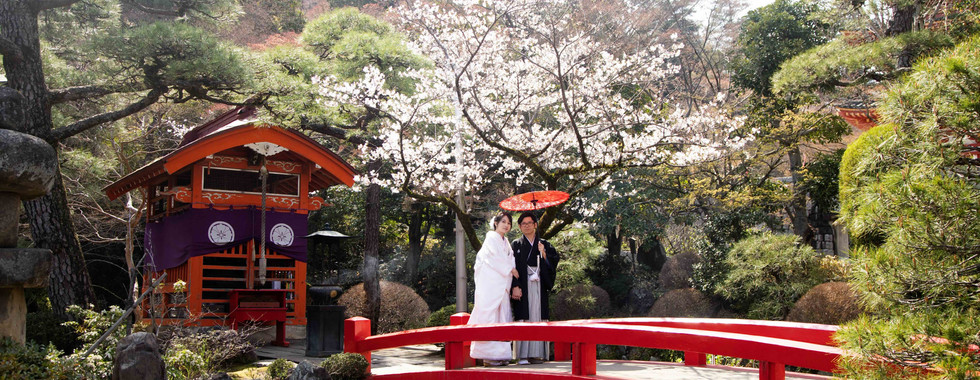 red bridge and cherry blossom scenery at japanese temple garden